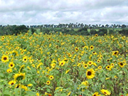 Indústria de Flores